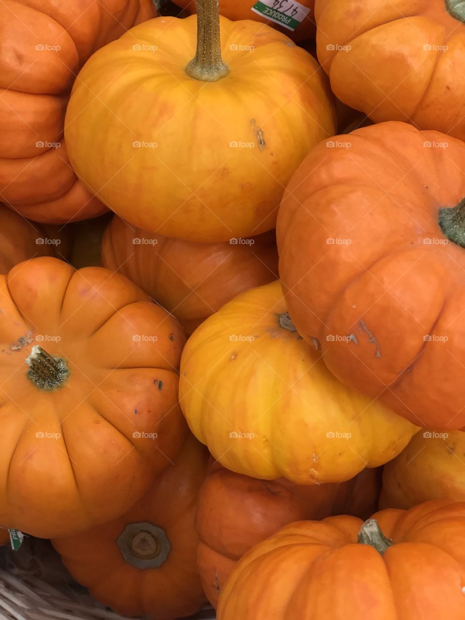 Pumpkin everything and spices autumn colors 