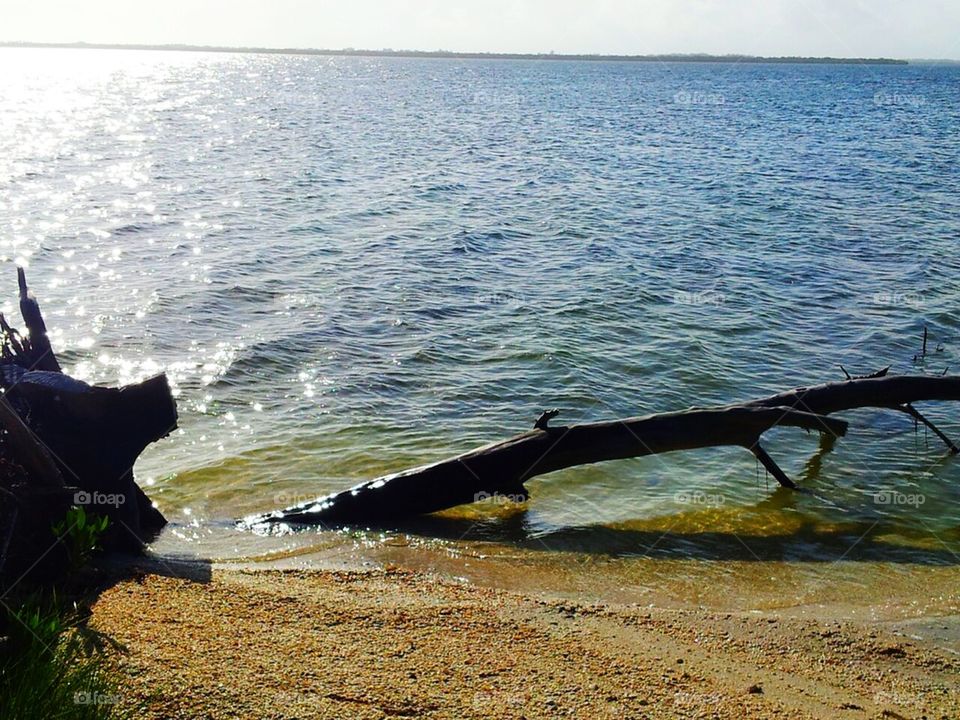 Island with driftwood