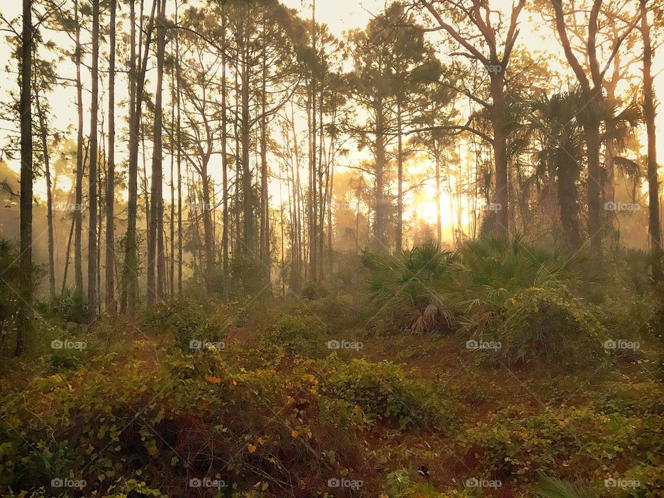 Golden sunrise through the misty forest.