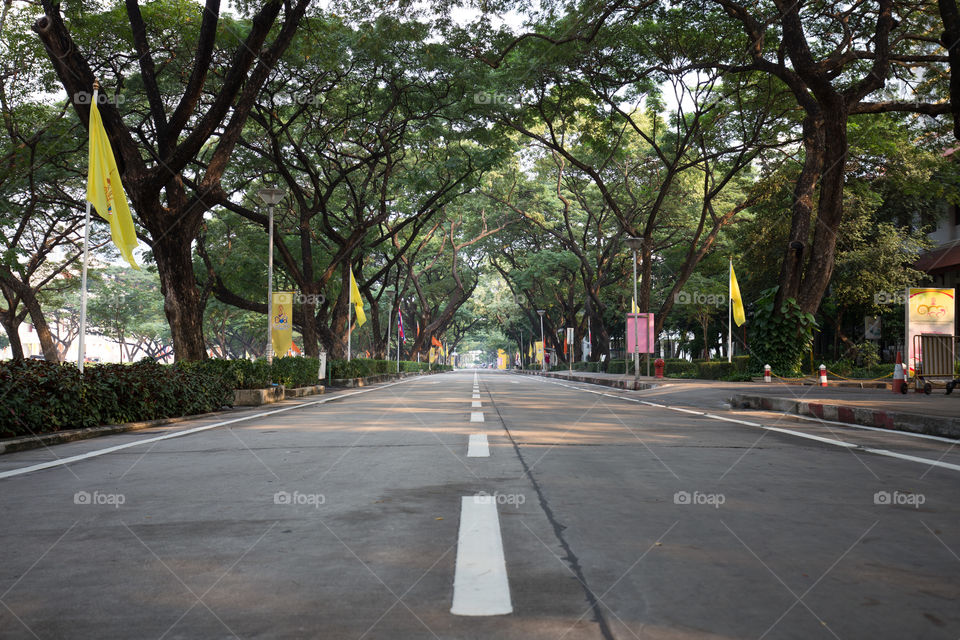 Road cover with tree tunnel 