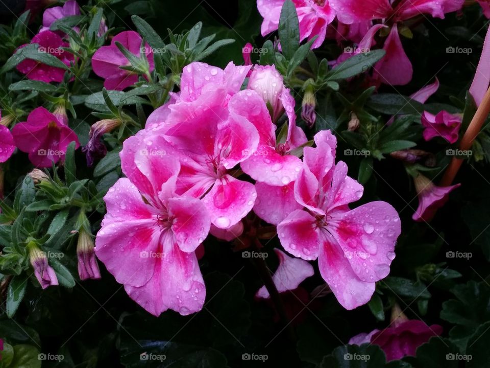 Lots of Pink Flowers