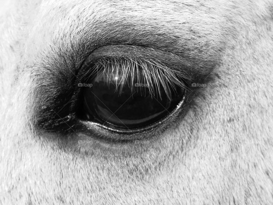 Gray horse eye close up in black and white