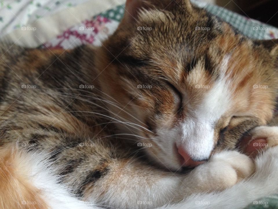 Sleeping Beauty. . Janet takes a 'cat nap'. 