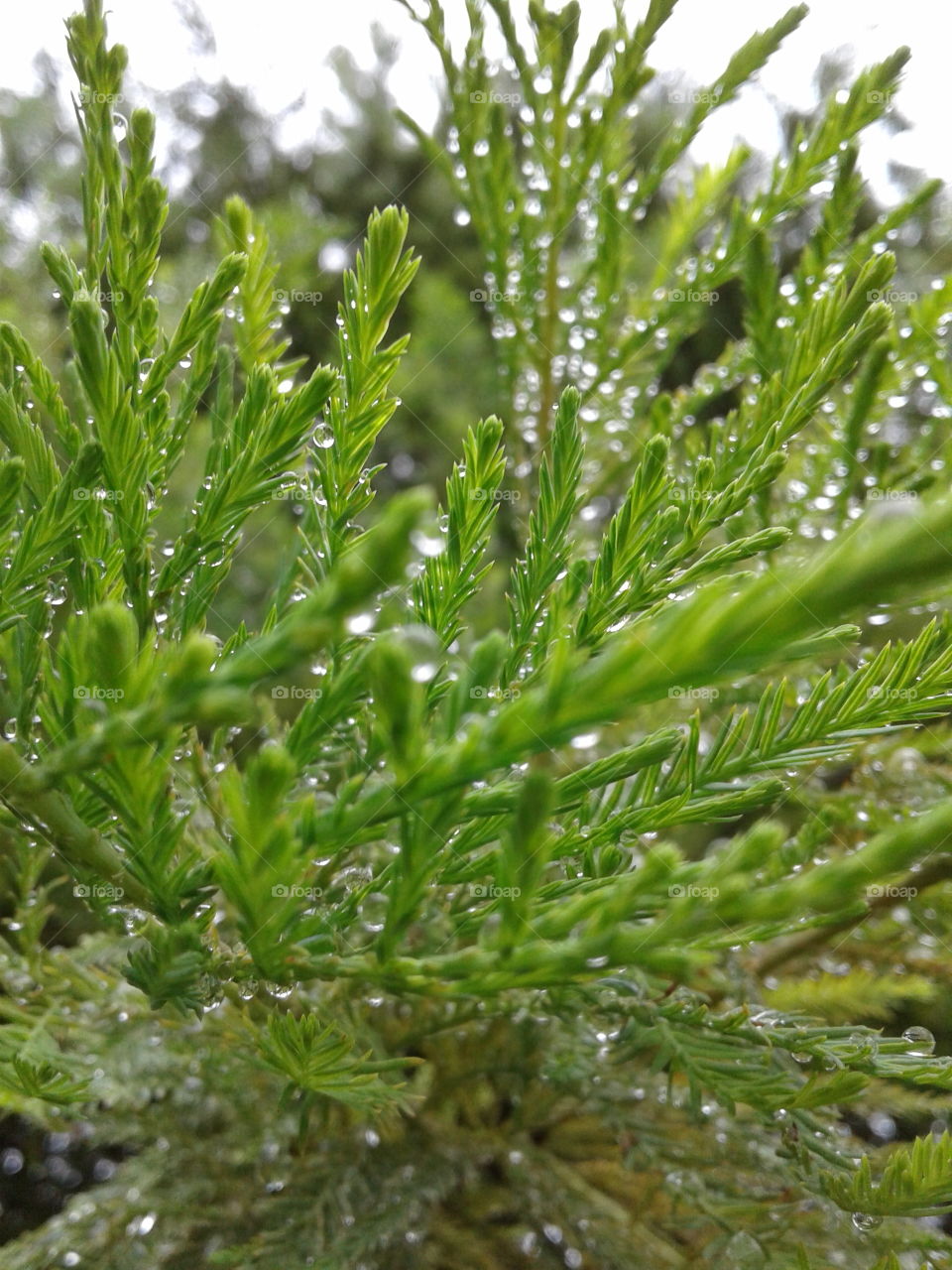 Nature, Leaf, Flora, No Person, Herb