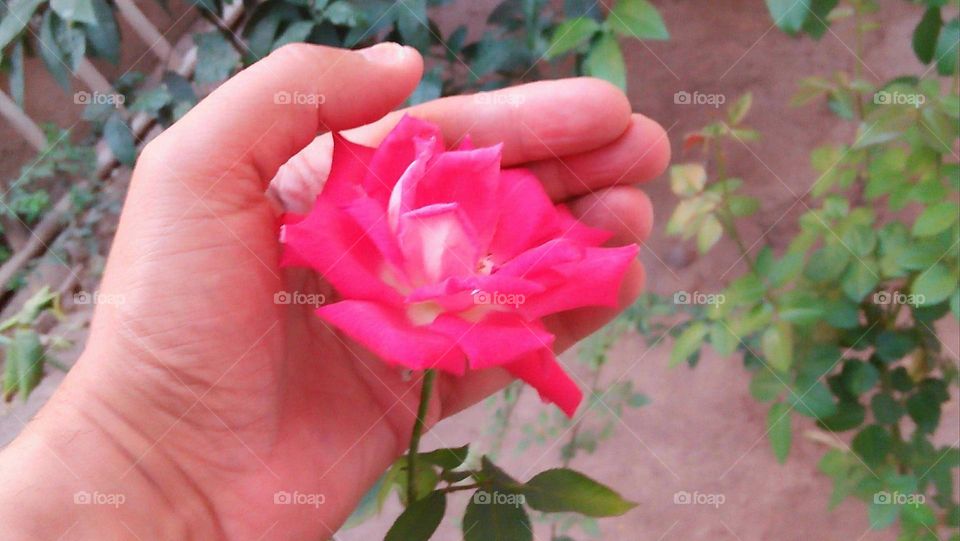 My hand protect a beautiful pink flower.