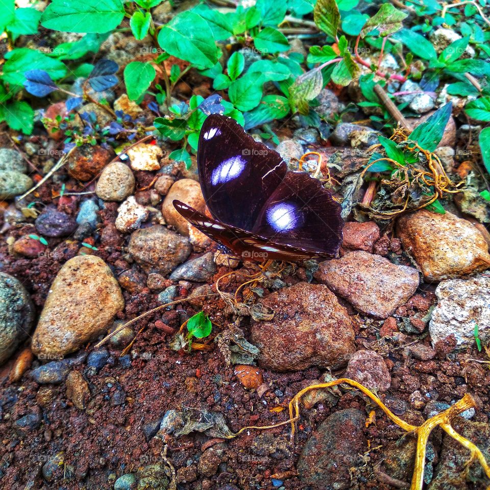 Beautiful butterfly perched on the rock
