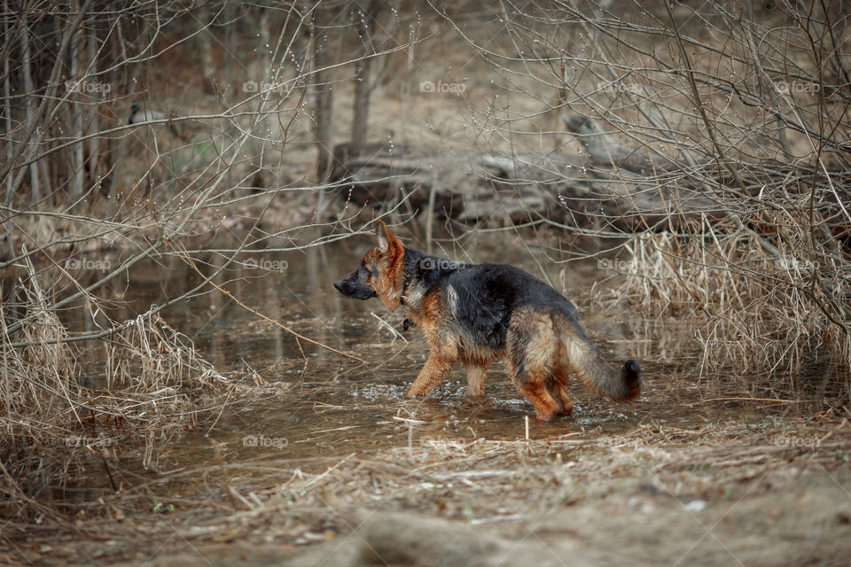 German shepherd young male dog walking outdoor at spring day