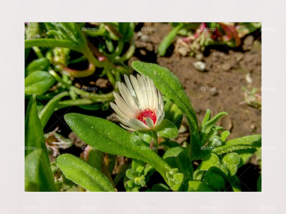 little flower in garden