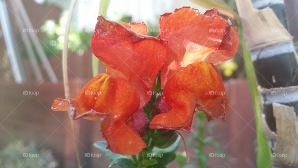 orange dragon flower