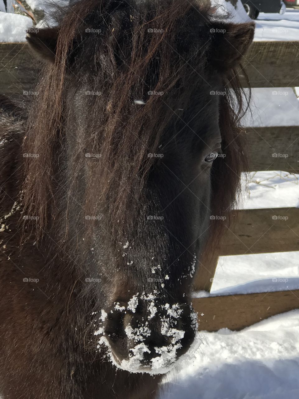 Snow nose 