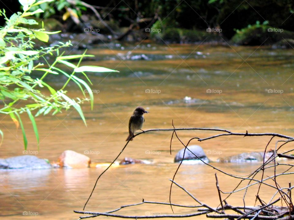 A bird setting on a small limb over a North Georgia mountain stream