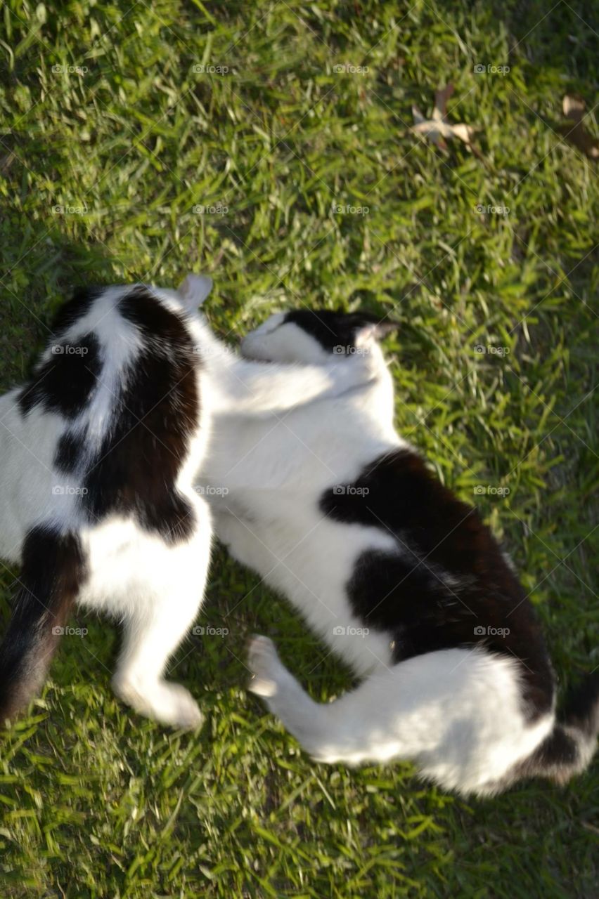 Cats playing