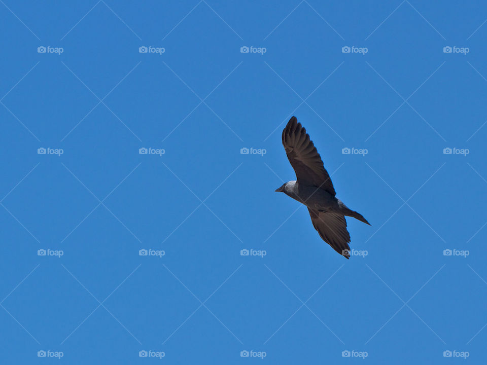 Low angle view of crow flying in sky