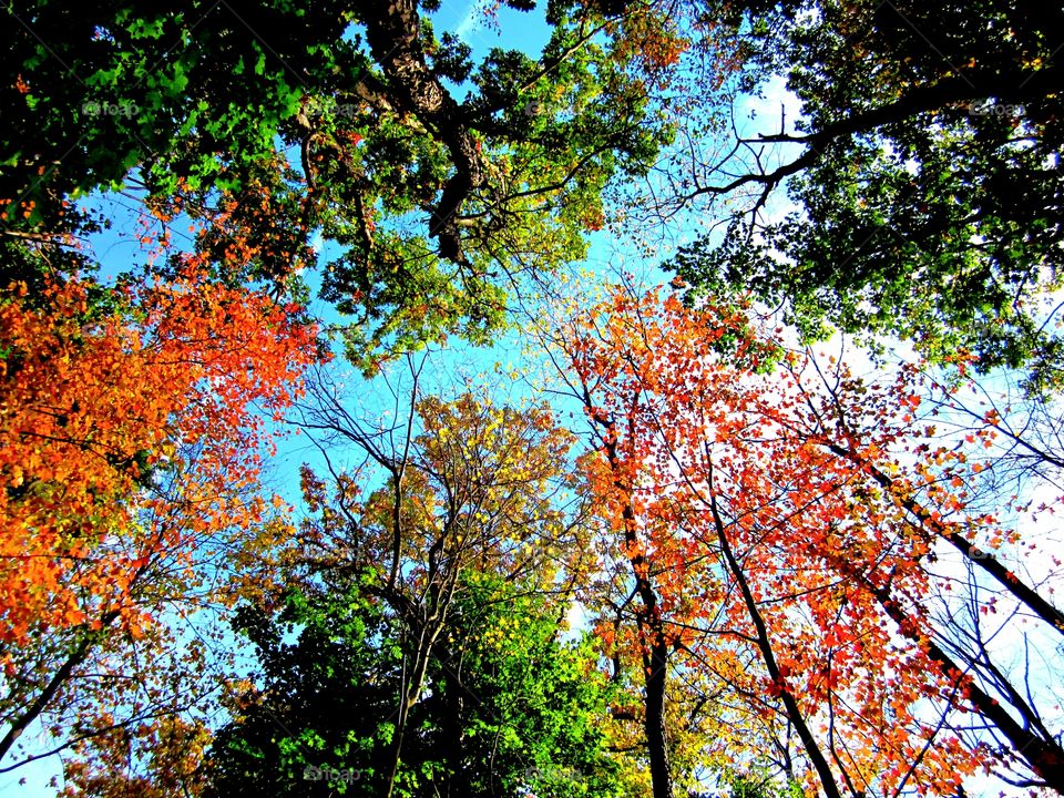 Beautiful Autumn trees full of color