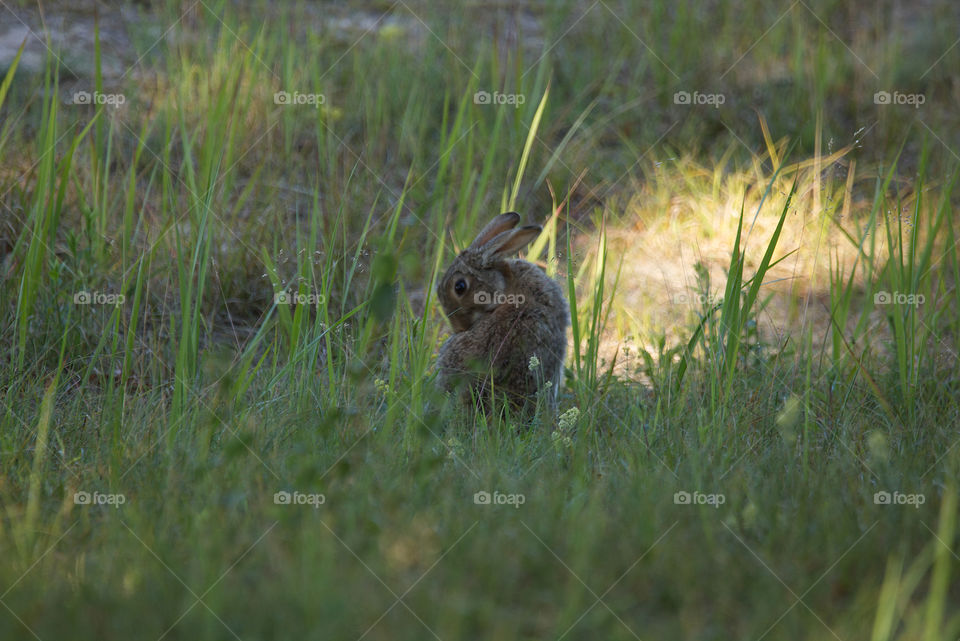 Rabbit