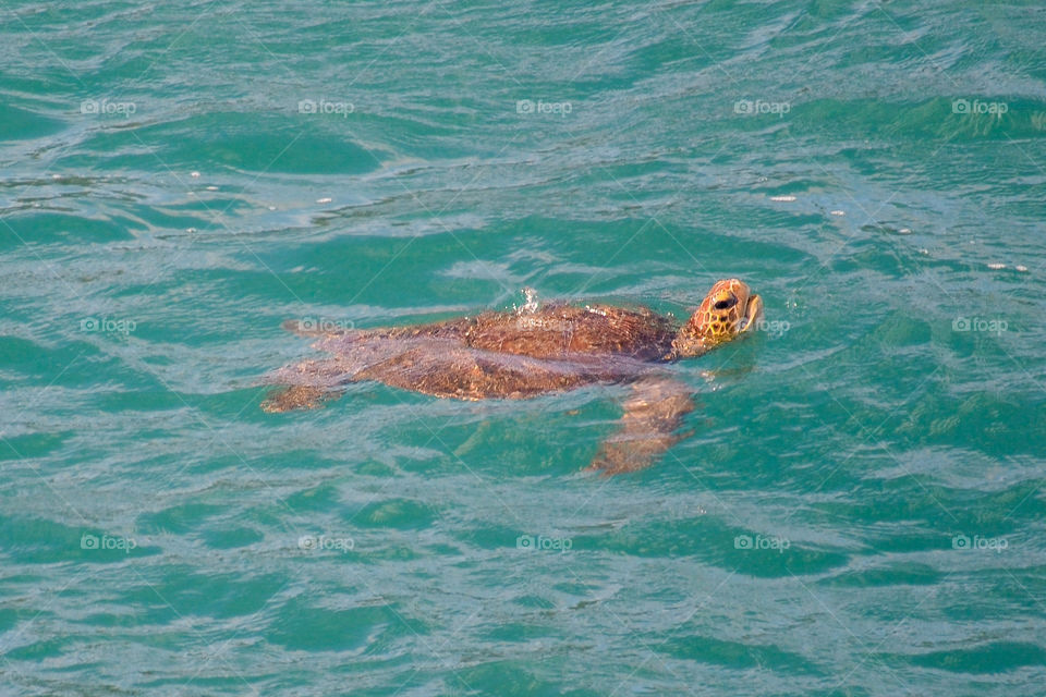 Turtle swimming in the sea . Wildlife. Fernando de Noronha island, Brazil 