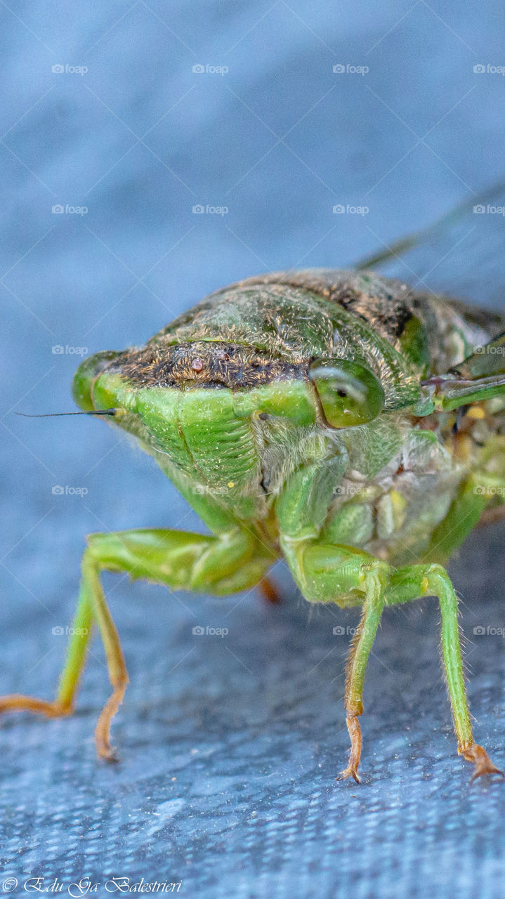 Chicharra, en el jardin