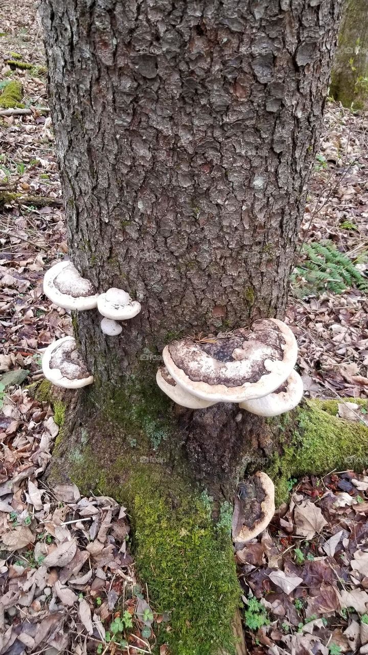 Fungi On A Tree