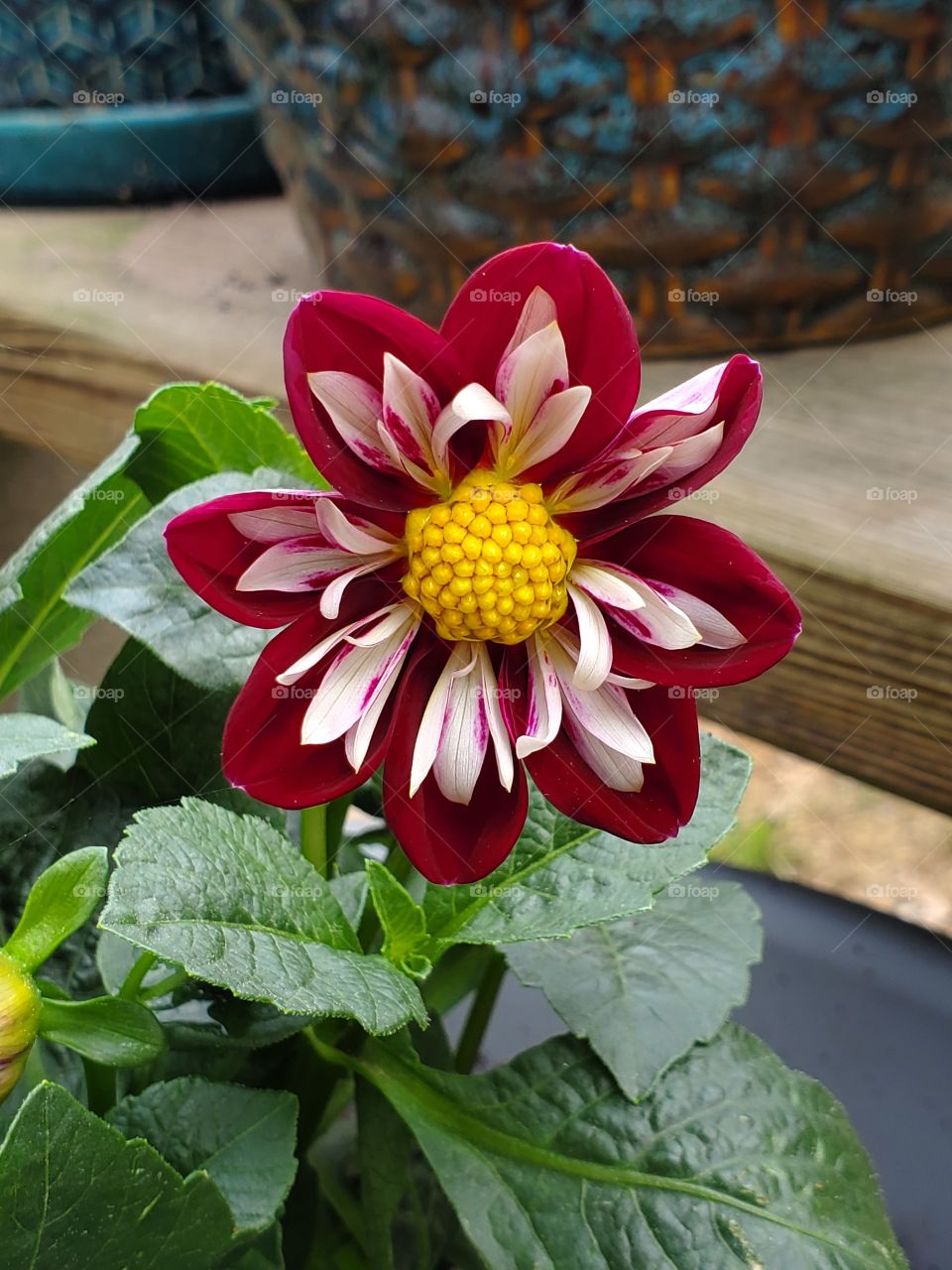 Dahlia