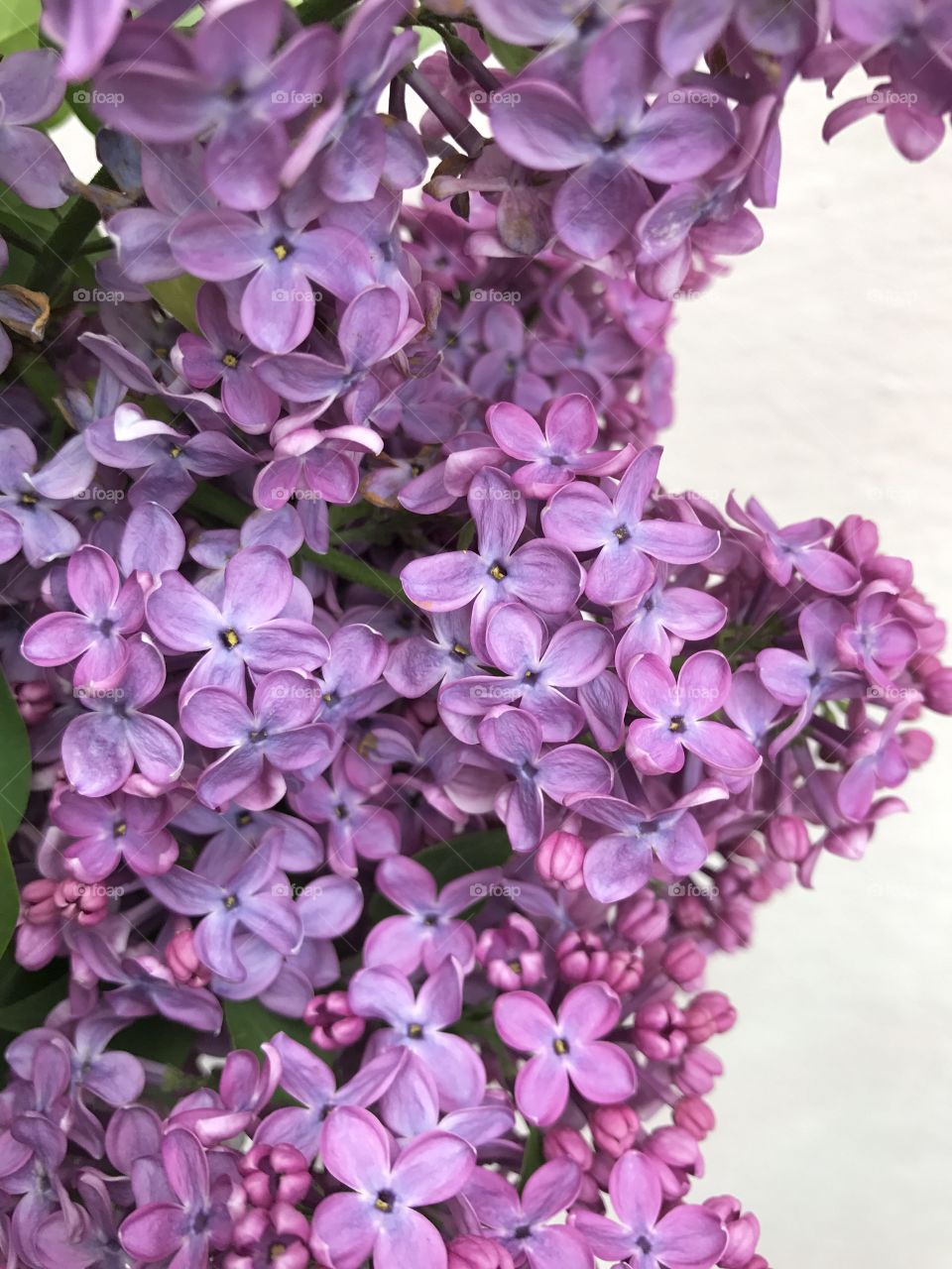 Small purple flowers of lilac tree.