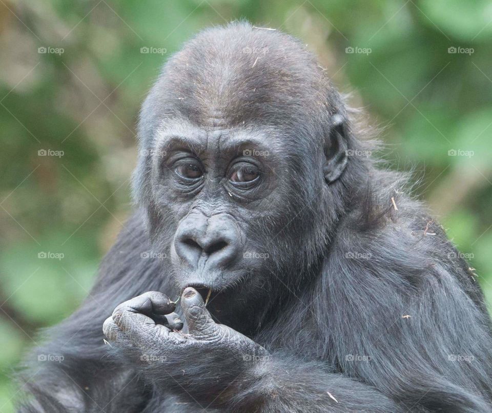 junior gorilla intently snacking
