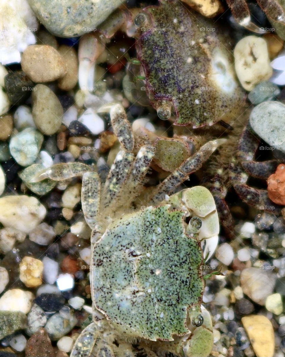 Young native shore crabs rest beneath the waters surface during low tide at Titlow Beach, Washington 