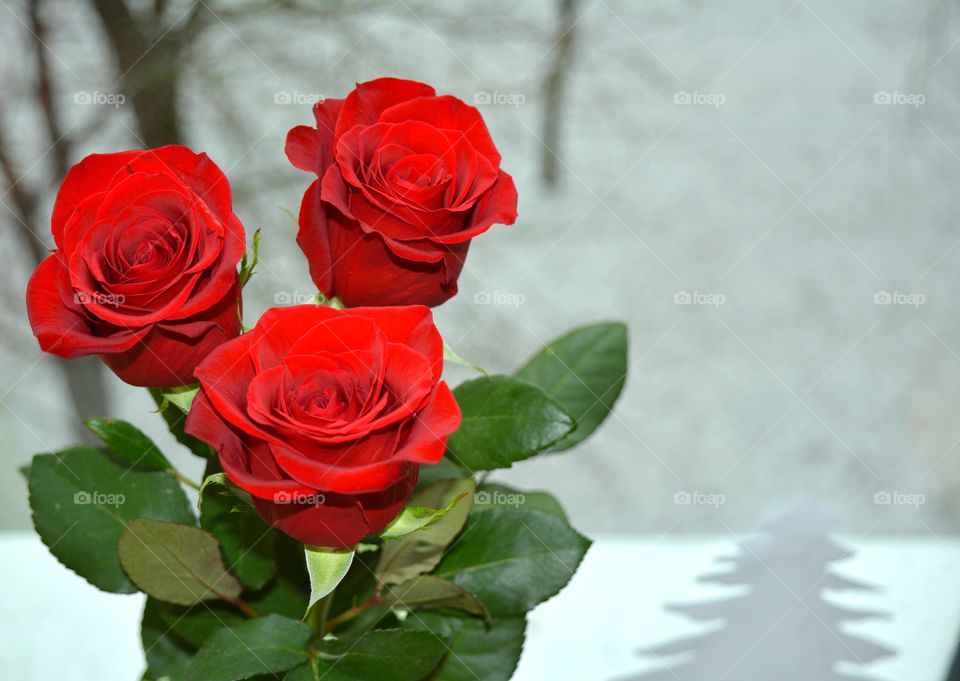 Close-up of red roses