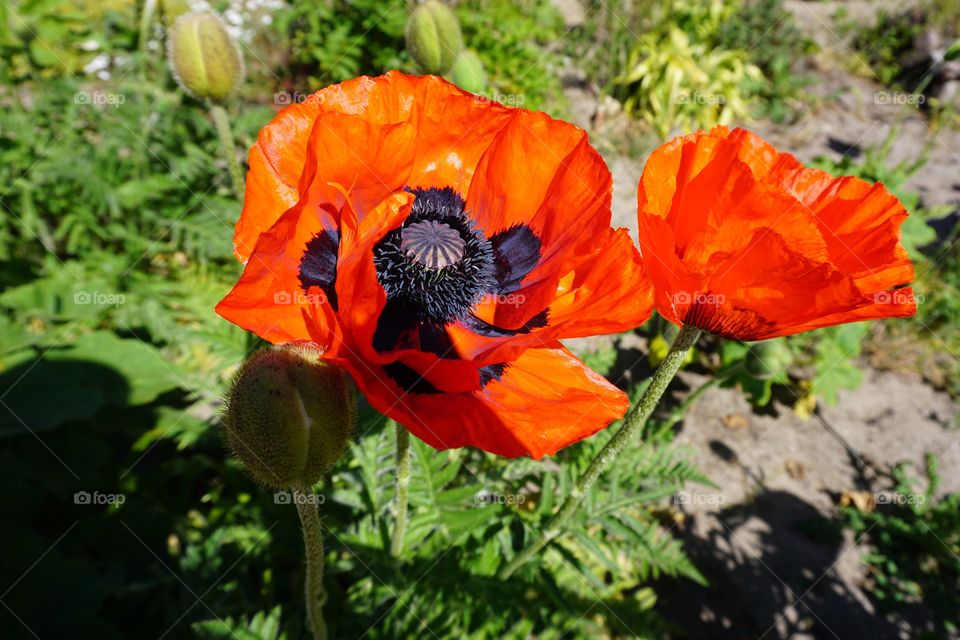 Weg Begleitung auf Rügen