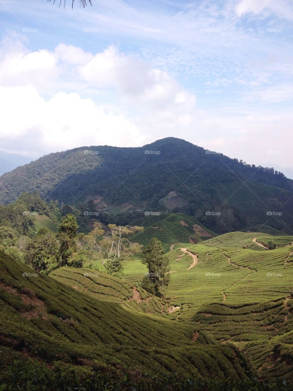 Cameron highland