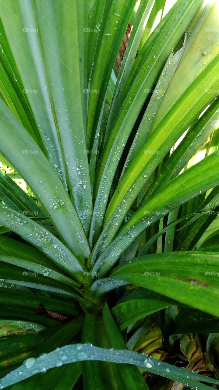 Water drops on Green plant
