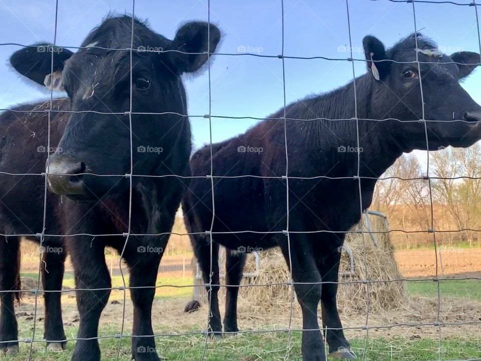 Low angled view of two young, black heifers behind a wire enclosure against a bright blue sky