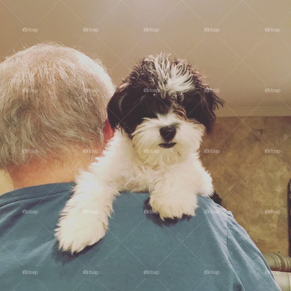 Our precious Havanese puppy realizing he owns the home now! Smirking and enjoying his new luxurious place in the home - top dog!