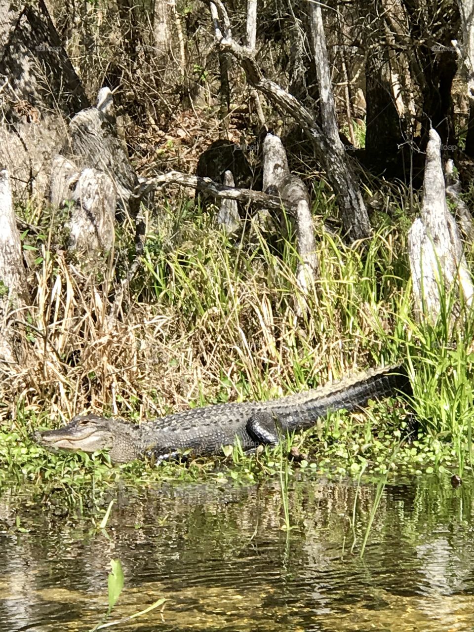 Alligator at Wakulla Springs Florida 