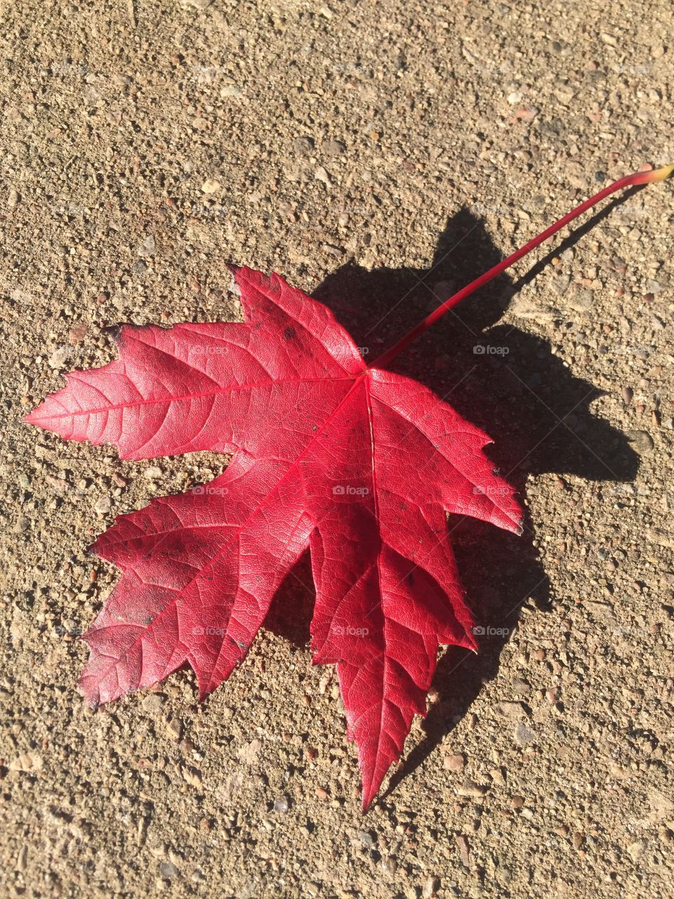 Red Leaf