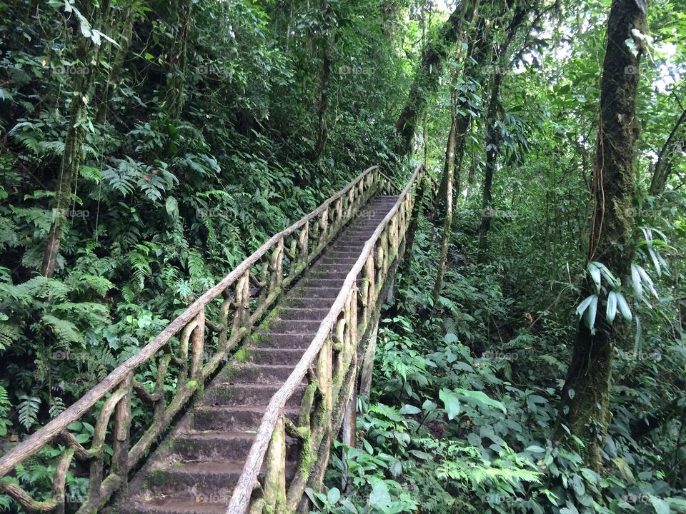 Jungle, hike, Costa Rica
