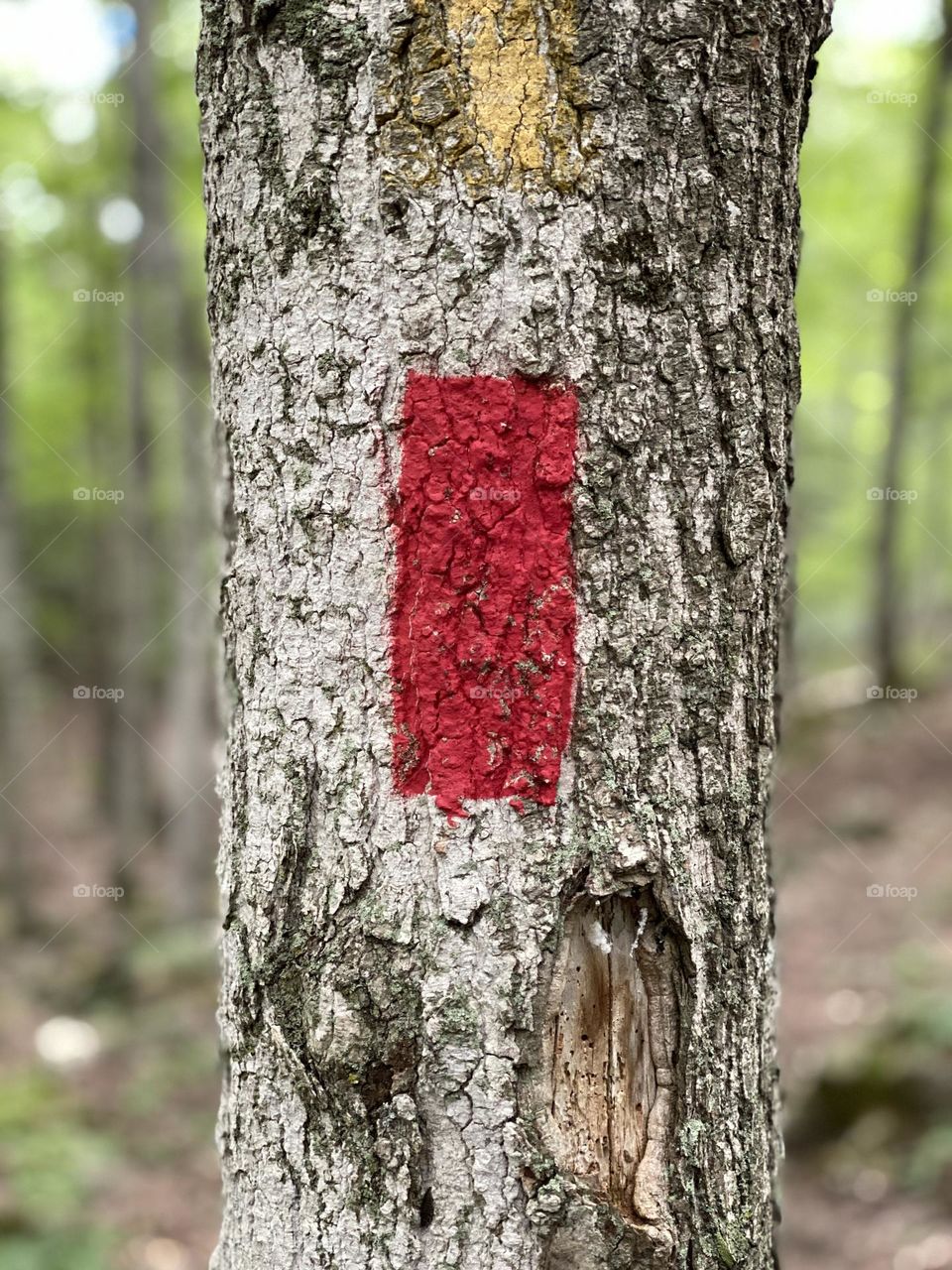 Red on wood forest 