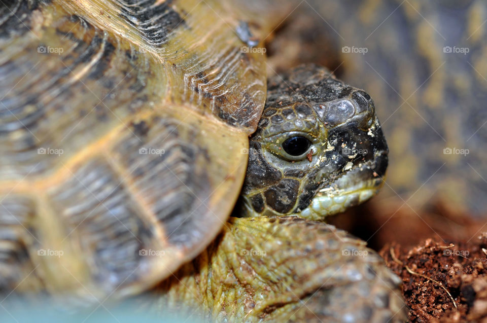 Russian Tortoise