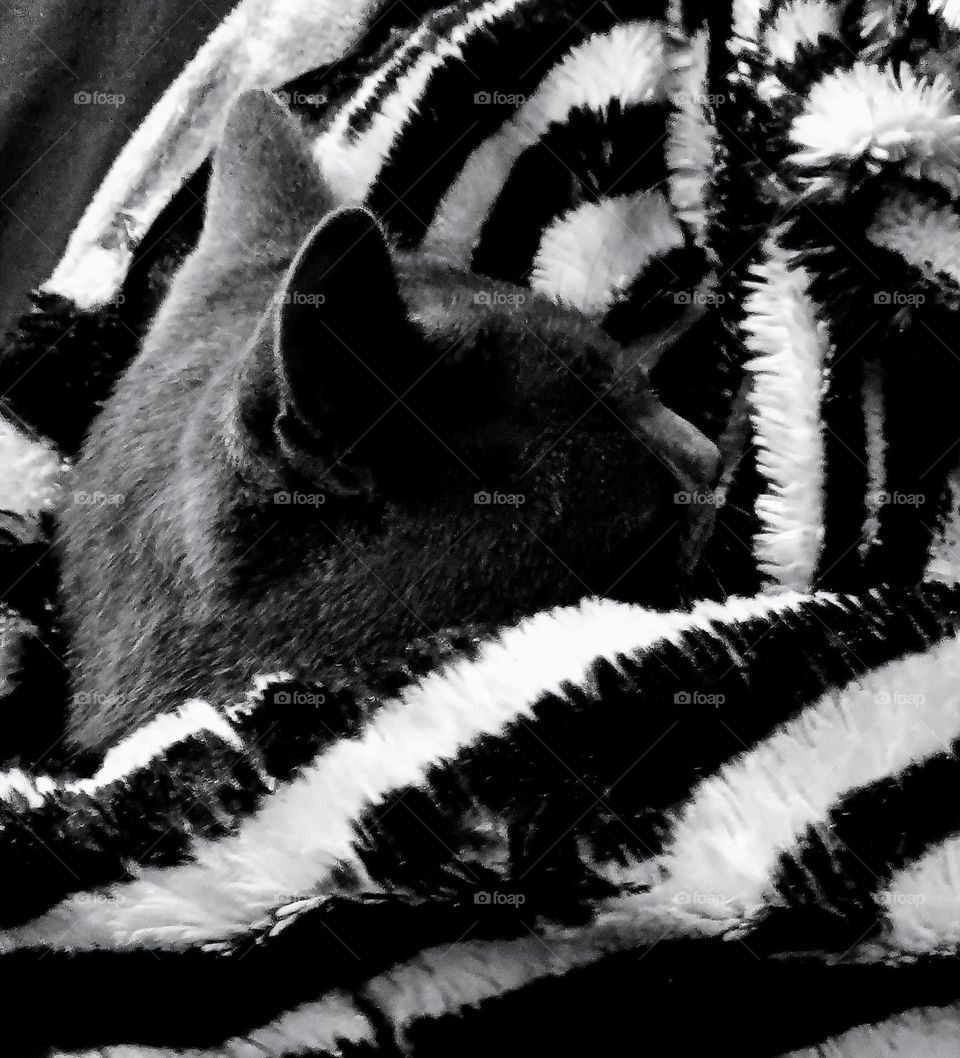 black n white close up cat n blanket