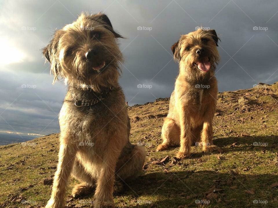 Happy border terriers