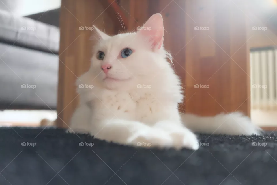 Fluffy