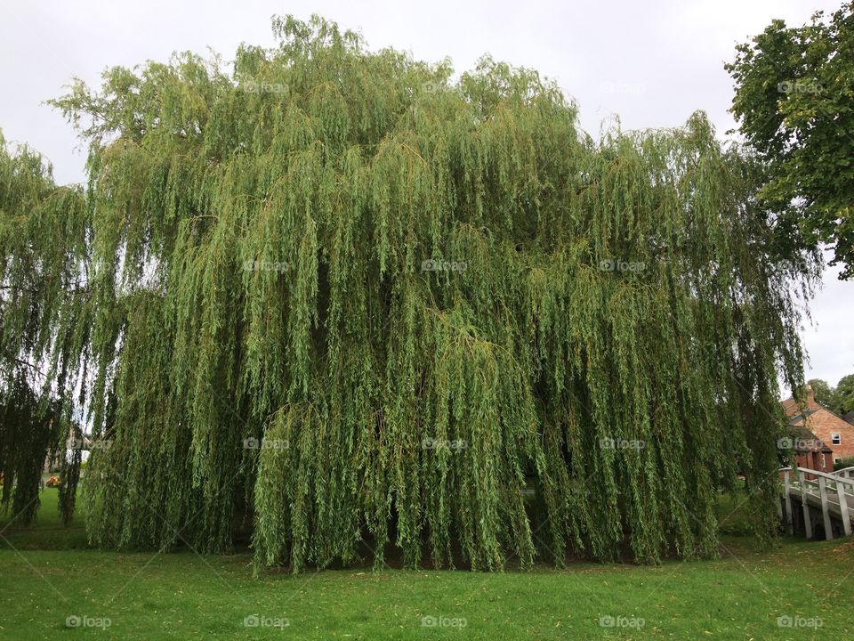 Big weeping willow tree overhanging a stream on a grassy area