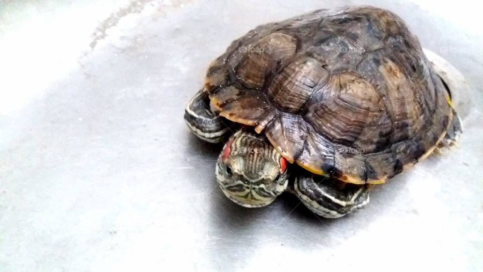 Side view of tortoise