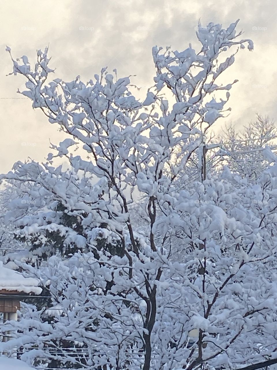 Snow Cloud Tree