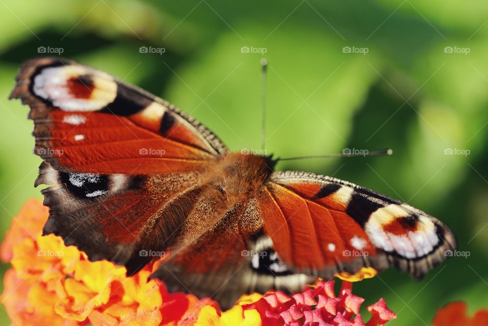 Colorful peacock butterfly