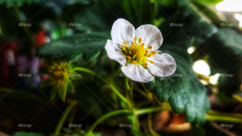 Flower of strawberry