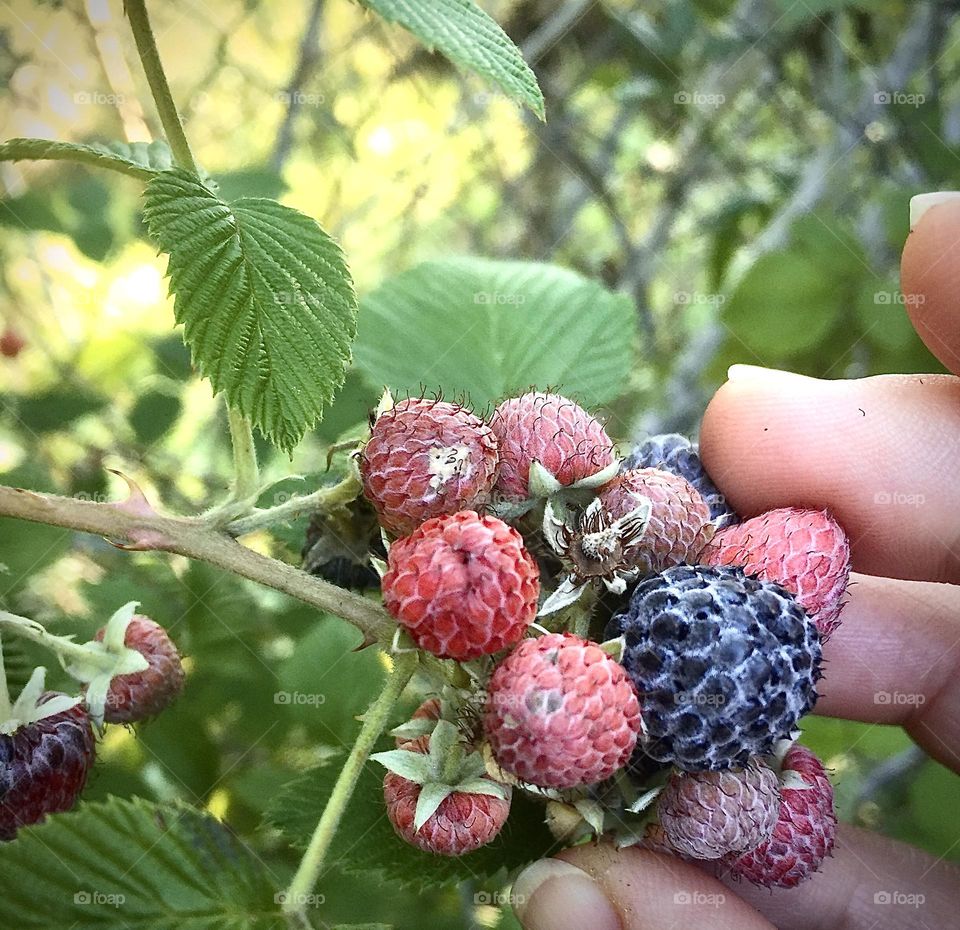 Day of harvesting raspberries