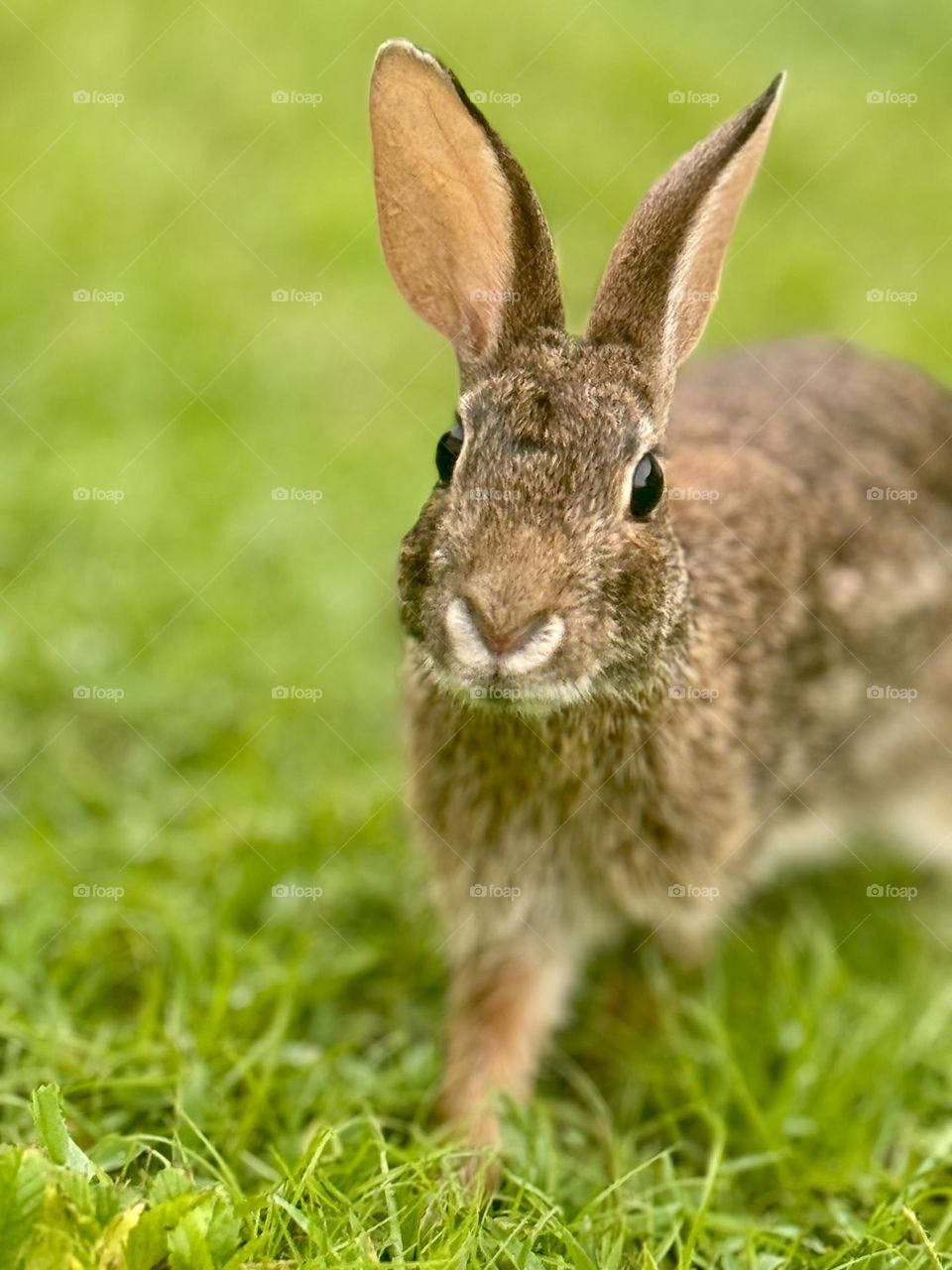 Hello from Binky.  She is an Eastern Cottontail bunny. And my wildlife friend.