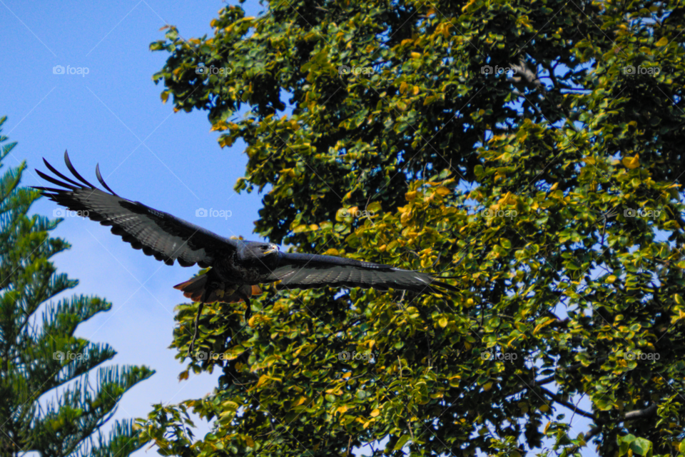 Eagle in flight 1