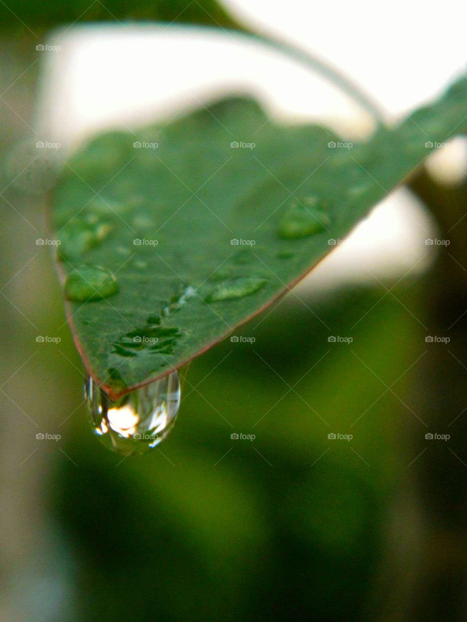 Water droplet on a plumeria leaf