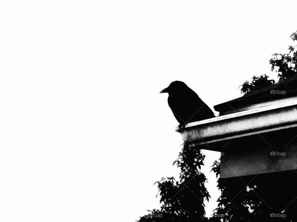Crow watching over the city 